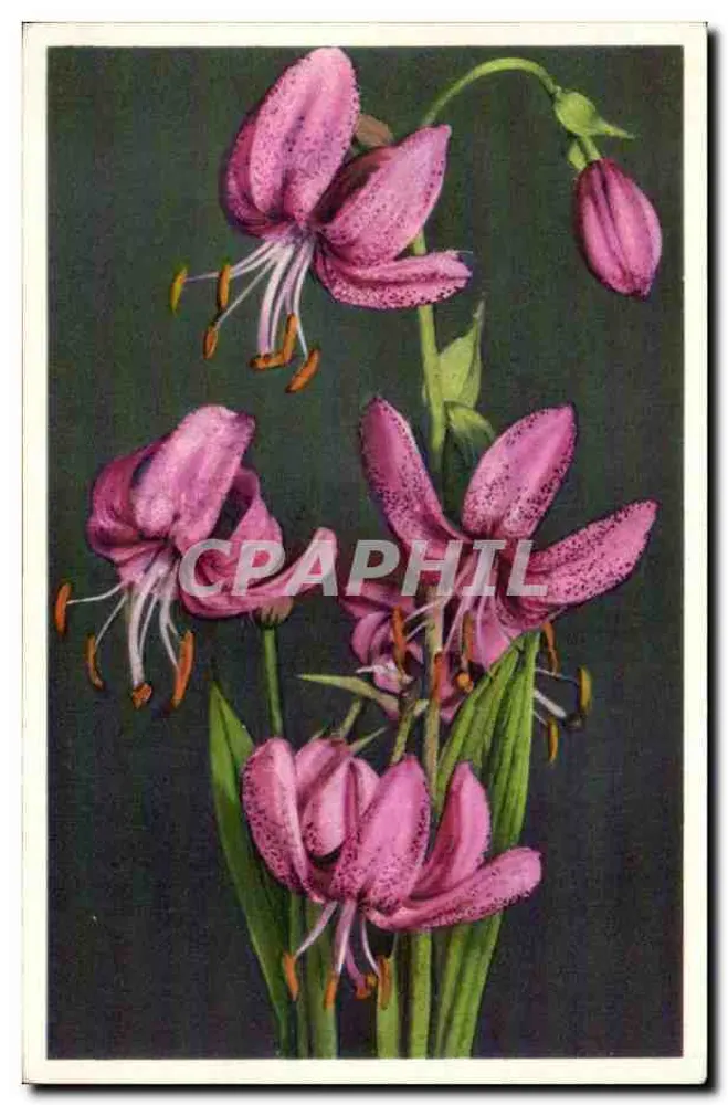 Lilium — różowe kwiaty z plamami - Awers