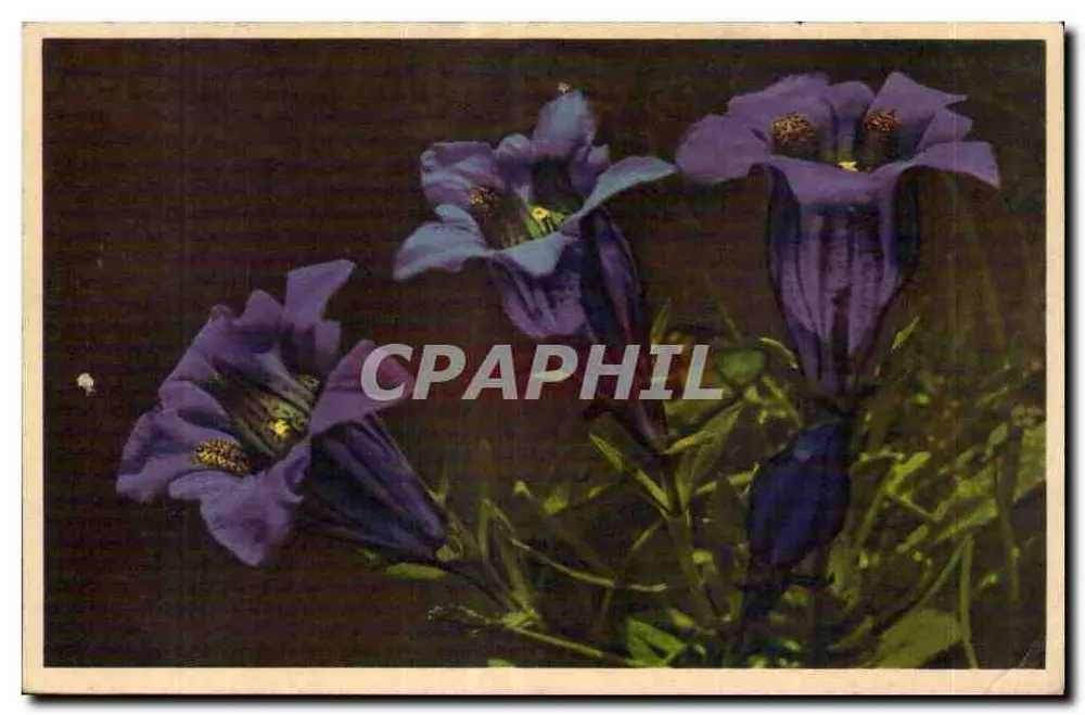 Violette Bloemen — Geranium of Gentiaan — Uitgever niet zichtbaar - Voorkant