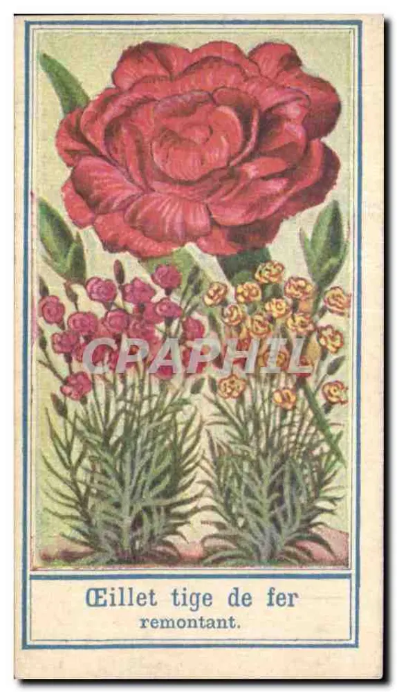 Karnationsstiel mit erneuerndem Blühen — Illustrierte botanische Karte - Vorderseite
