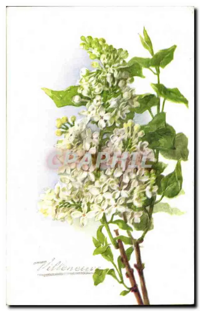 Bukiet białych lilii — ilustracja botaniczna — wydawca nieznany - Awers