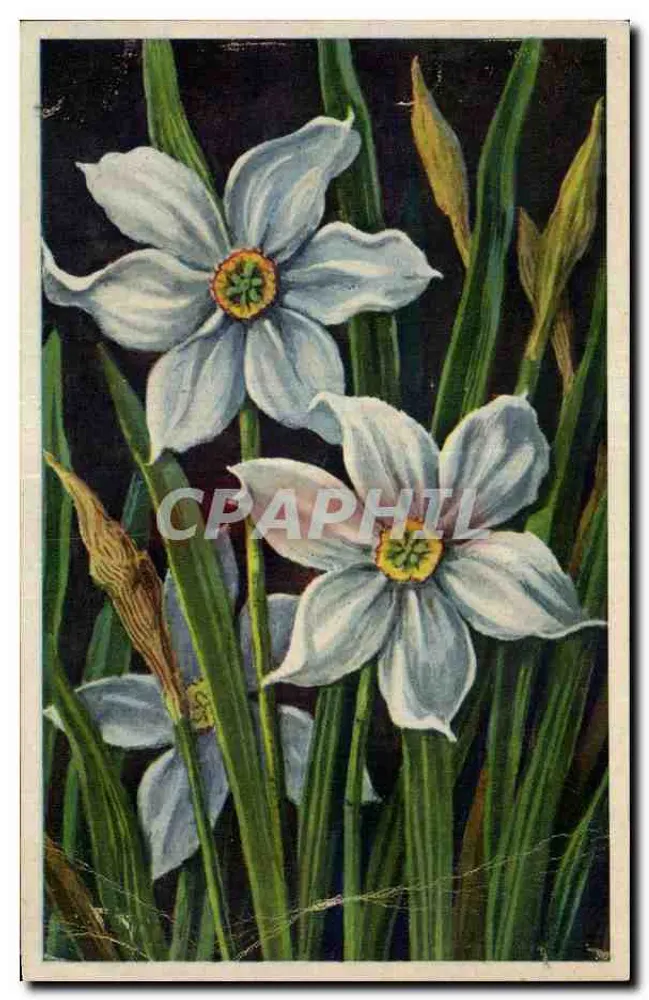 Narcisses — illustration botanique — éditeur non visible - Frente