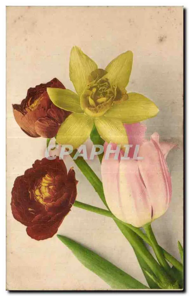 Flores de primavera — dafne, tulipas e ranúnculos - Frente