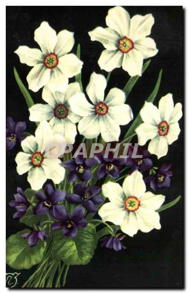 Arranjo de narcisos brancos e violetas — editor não identificado - Frente