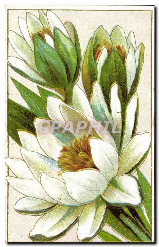 Fleurs de magnolia — illustration botanique — éditeur non visible - Awers