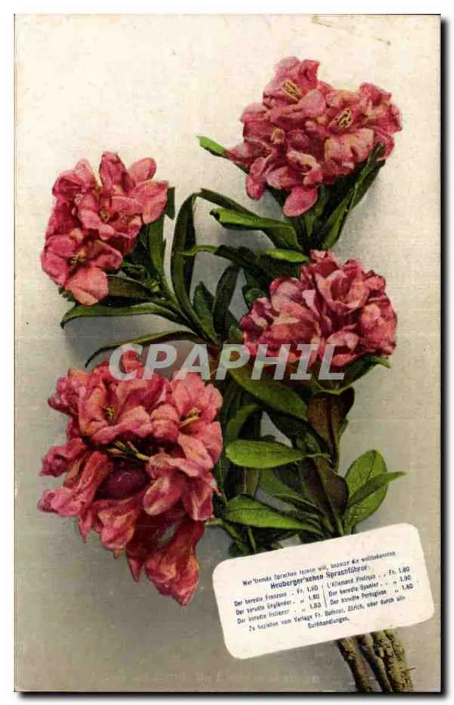 Rode bloemen — botanische illustratie — uitgever Fr. Buholz, Zürich - Voorkant