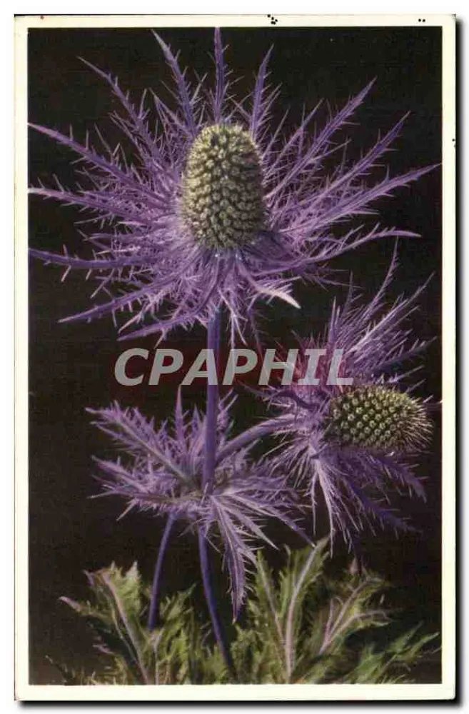 Épine-vinette — flores violetas e capitúlos - Frente