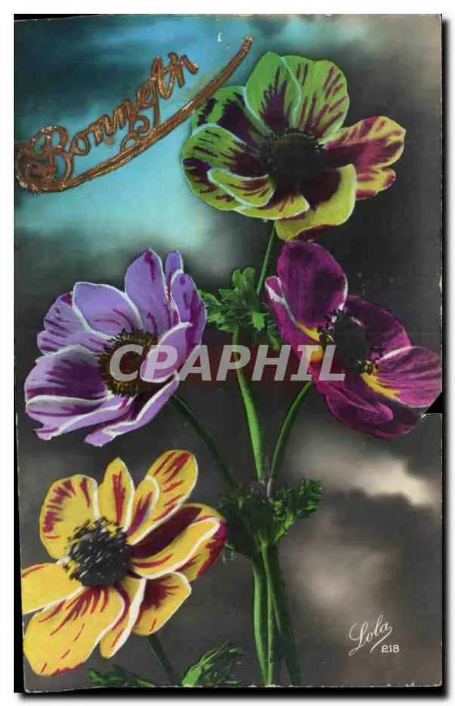 Flores coloridas — Bonneth — Lola 218 - Frente