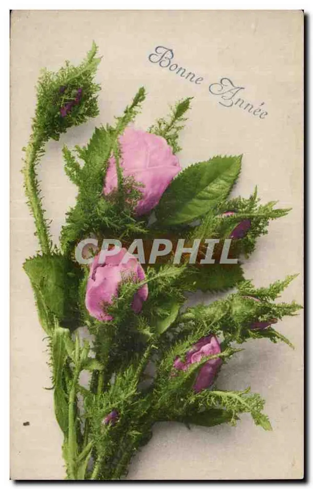 Rosa Blüten und Blätter — Frohes Neues Jahr - Vorderseite