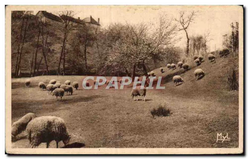 Schafe, die in einem Feld grasen — Landschaftsansicht — Myl, Verlag - Vorderseite