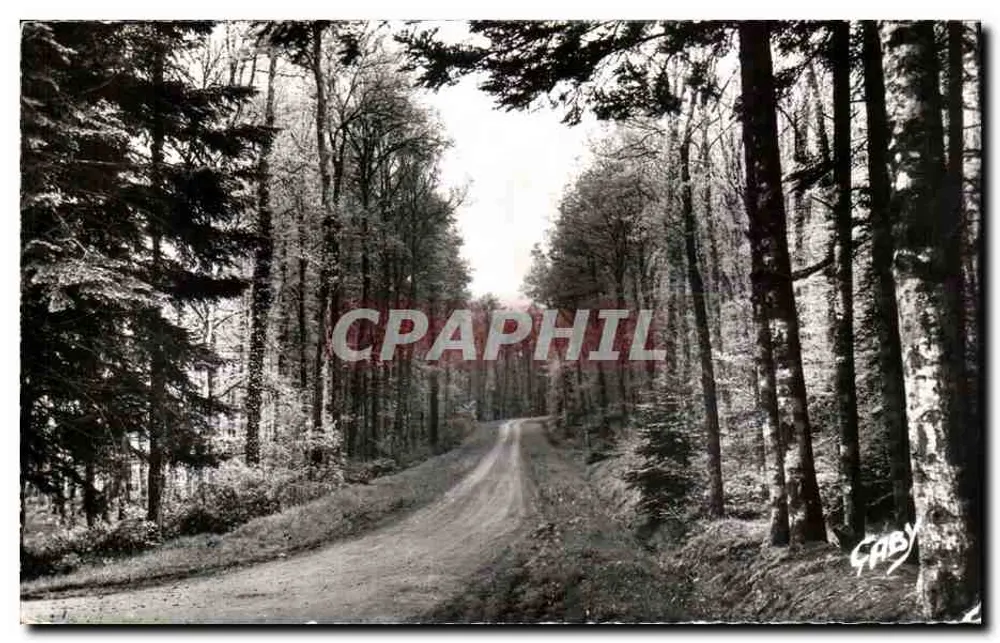 Estrada florestal — Floresta de Gaby — Gaby - Frente