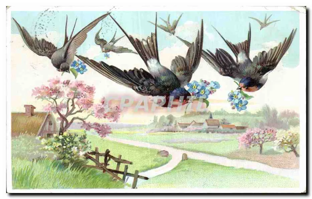 Aves em voo — primavera — editor não visível - Frente