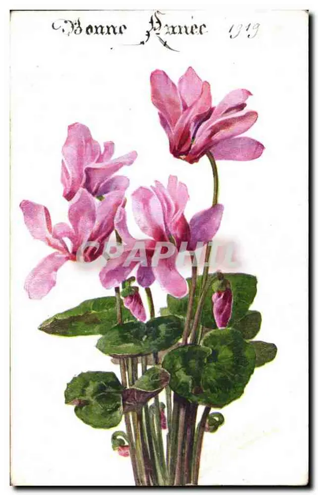 Cyclamen persicum — ilustracja botaniczna — Color Paris n°503 - Awers