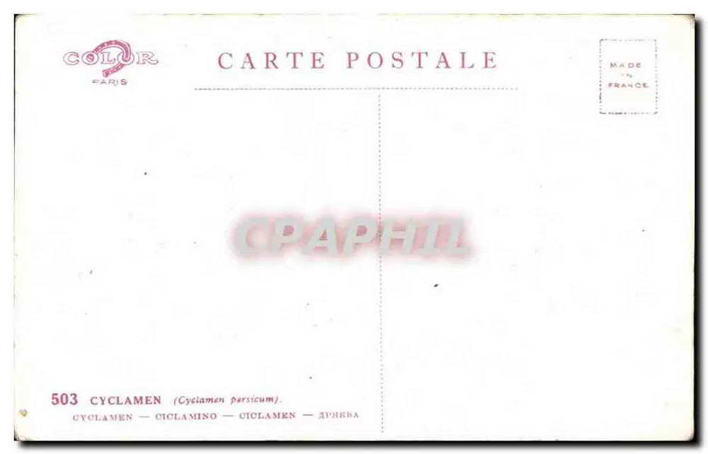 Cyclamen persicum — ilustracja botaniczna — Color Paris n°503 - Rewers