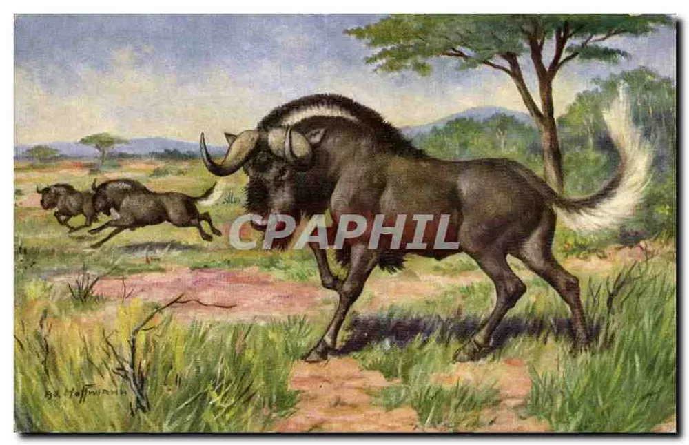 अफ्रीकी बिसन — सवाना के दृश्य — बी. टॉफिन के चित्र - आगे