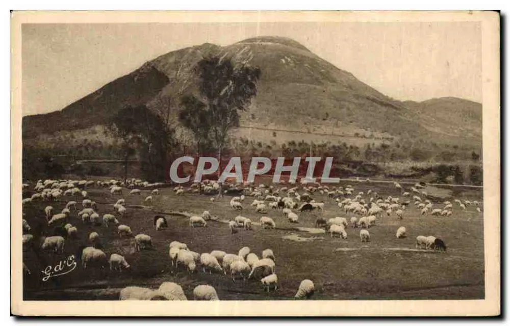 Schafe auf einem Feld — Berg im Hintergrund — G.D.C. (Fotograf) - Vorderseite