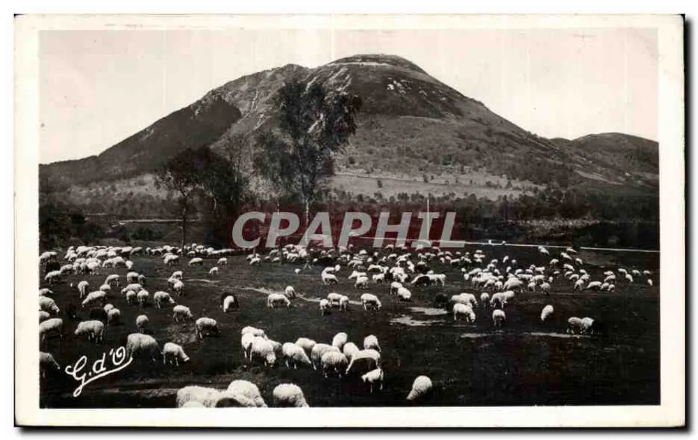 Ovelhas em um campo — montanha no fundo — G.d'0 - Frente