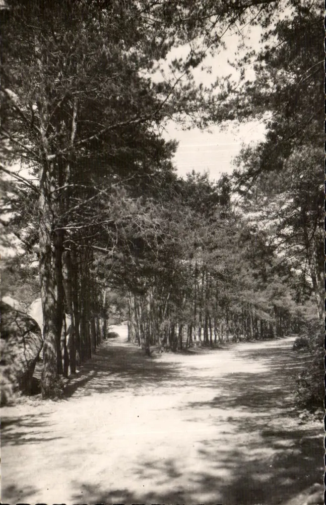 Tannenallee — Malénerbes (Loire) — Éditions Laureau, n°2 - Vorderseite