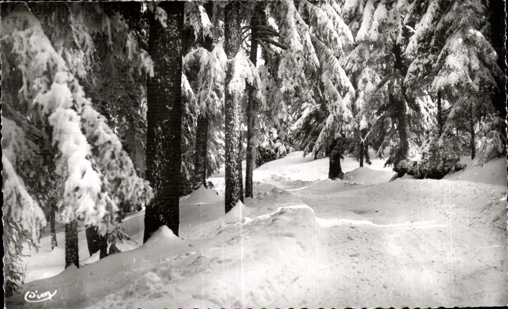 Champagnac-le-Vieux (Haute-Loire) — Die Tannenwälder im Winter — IMP. COMBIBIER MACON - Vorderseite