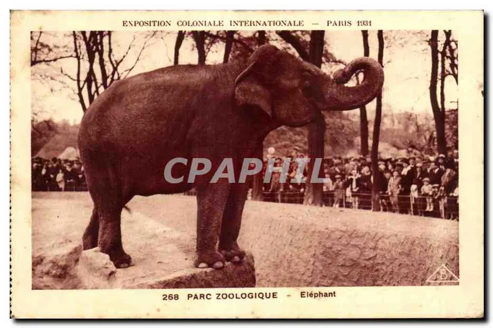 Internationale Kolonialausstellung — Paris 1934 — Zoologischer Park — Elefant - Vorderseite