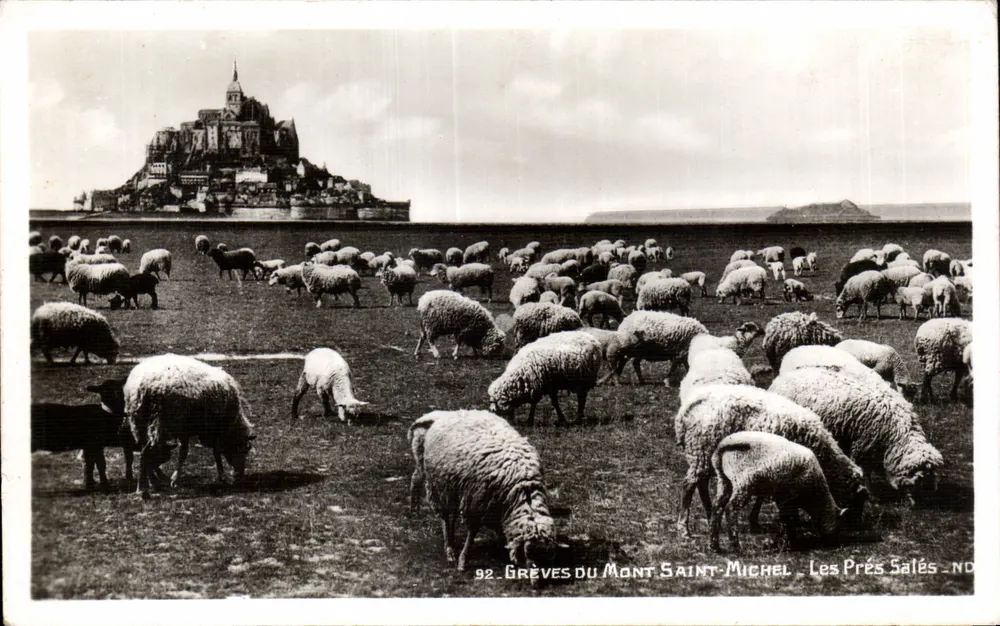Grèves du Mont Saint-Michel — Les Prés Salés — Real-Photo - Vorderseite