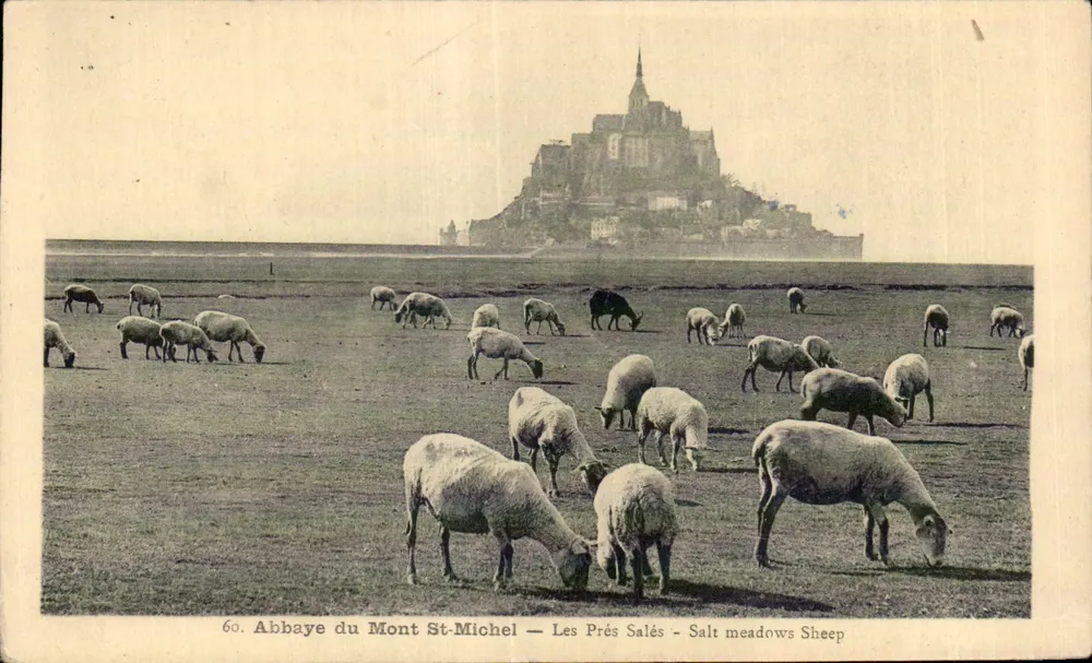 Abtei Mont-St-Michel — Les Prés Salés — Salzmoor Schafe - Vorderseite