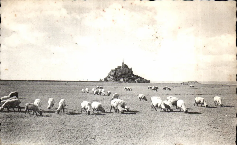 Mont Saint-Michel — Schafe grasen — Verlag: Le Mont Saint-Michel, Salzgras auf den Stränden - Vorderseite