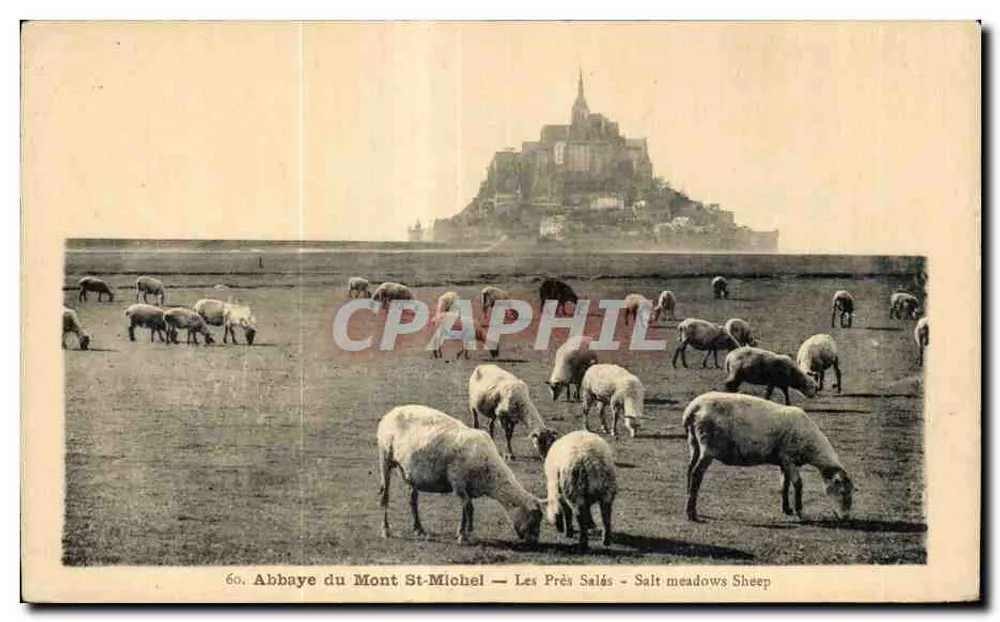 Abbaye du Mont-St-Michel — Les Prés Salés — Salzmoor-Schafe - Vorderseite