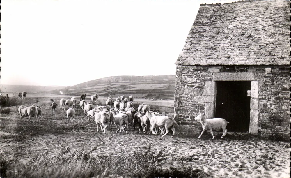 Das Verlassen des Herdspiels — Das ländliche Leben im Cotentin — Studio Bazire-Mas, die Ruhe, der Manche - Vorderseite