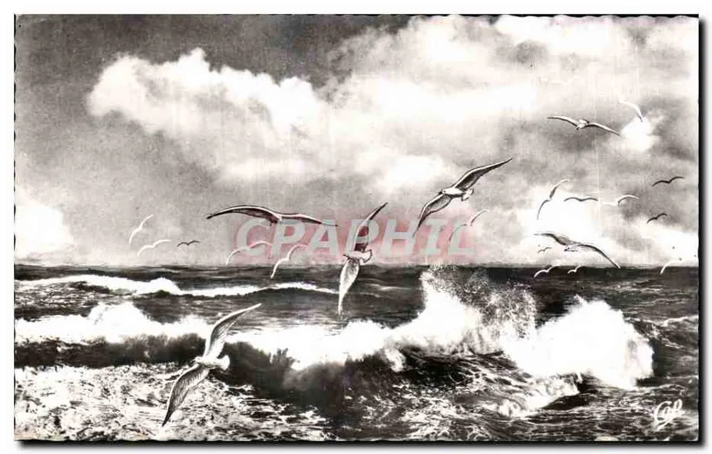 Seegansflug über das Meer — PP 19 — Verlag: C. des Arts Photomécaniques, Paris - Vorderseite