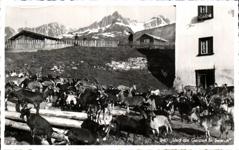 Die Ziegen in Sedrun — Alpenblick — Photo Th. Schmid Sedrun, n° 240 - Vorderseite