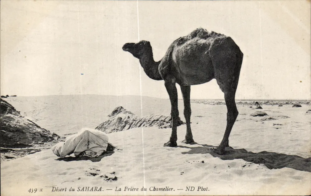 Wüste SAHARA — Das Gebet des Kamels — ND Phot. - Vorderseite