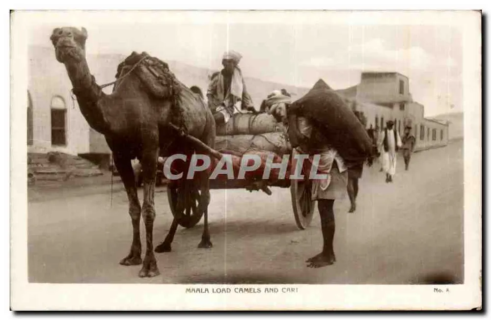 Maâla Lastwagen mit Kamelen — Verlag M. S. Lehern & Co., Aden, n° 8 - Vorderseite