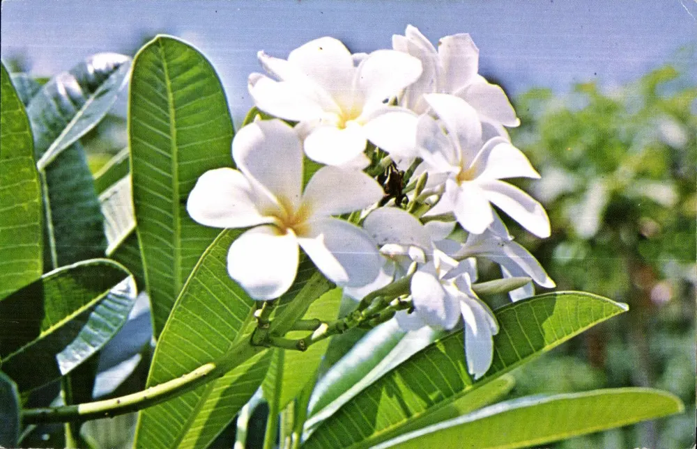 Flores de Frangipani — Plumeria — Paraíso dos Mares do Sul, Tahiti, C25360 - Frente