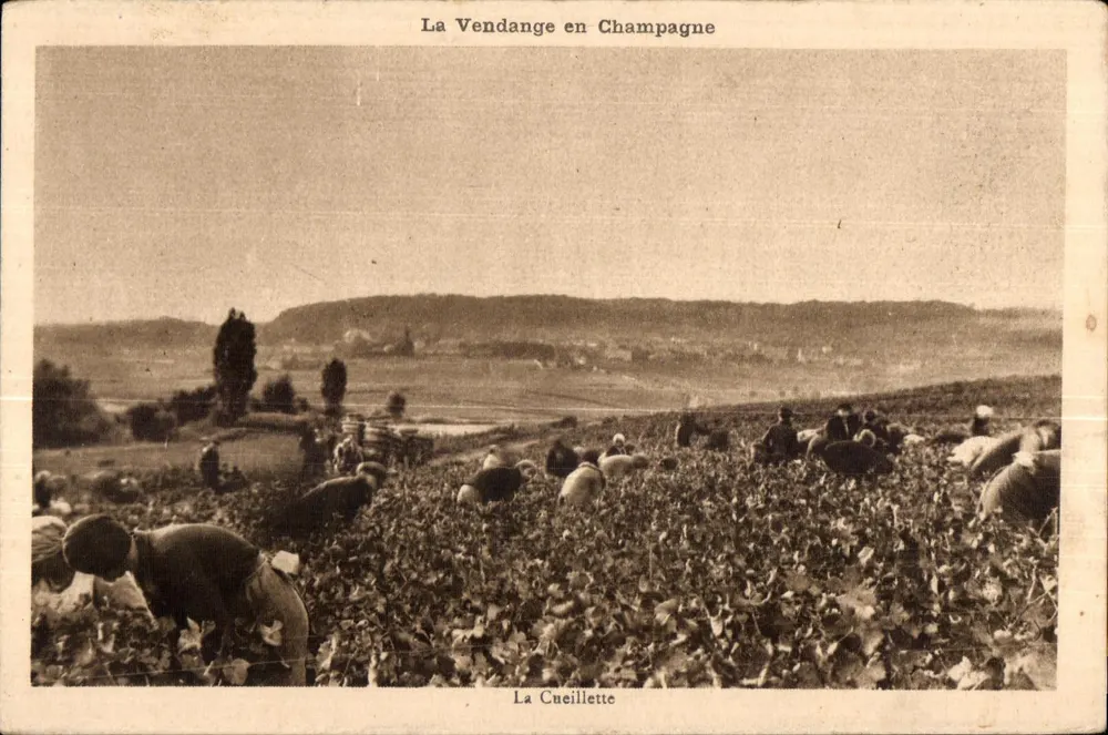 Die Traubenlese in Champagne — Die Ernte — Moët & Chandon - Vorderseite
