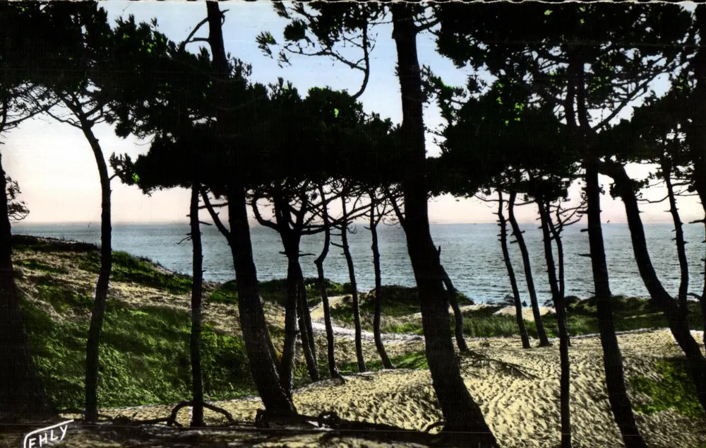 Saint-Jean-de-Monts — A vista do mar através da floresta dos Dampiselles — Edições JEHLY-POUPIN - Frente