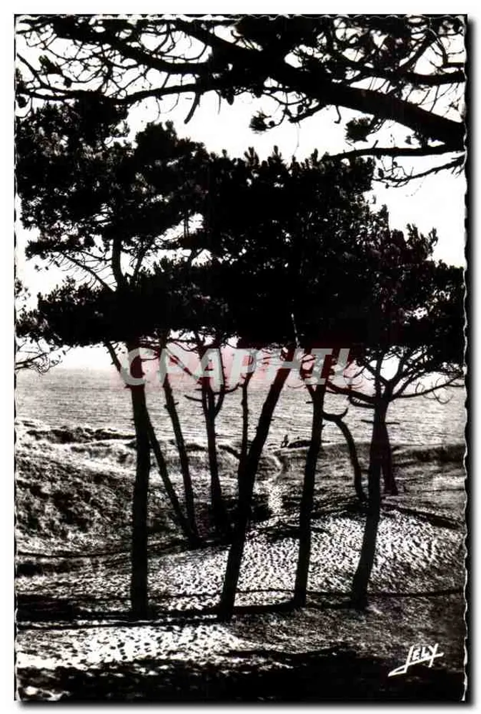 Die See durch die Kiefern — Saint-Jean-de-Monts (Vendée) — JELY - Vorderseite