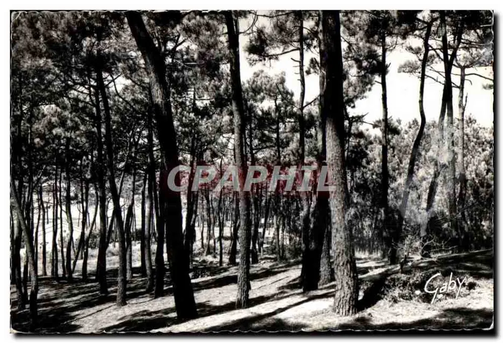 Kiefernwald — Sables-d'Olonne — Editions Gaby - Vorderseite