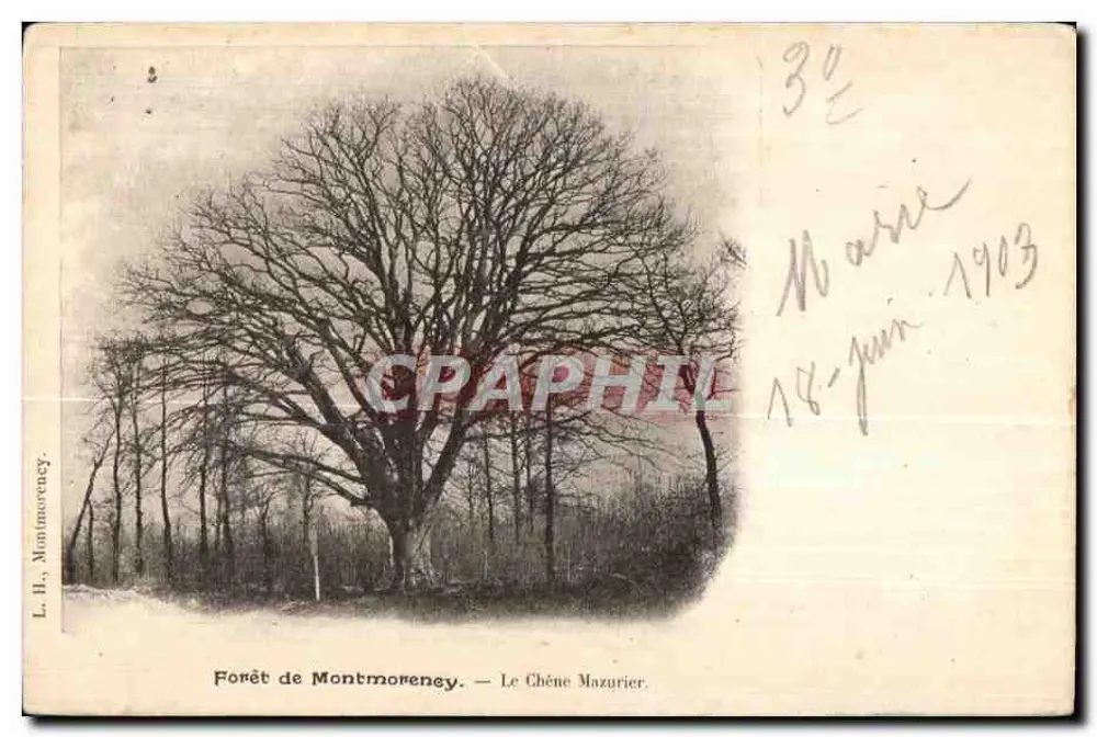 Floresta de Montmorency — O Carvalho Mazurier — L. H. Montmorency - Frente