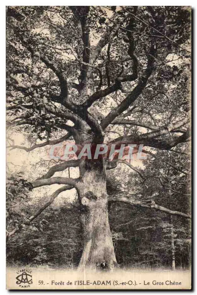 Wald von Isle-Adam (S.-et-O.) — Der große Eichenbaum — L'Abellie, Paris, Nr. 59 - Vorderseite