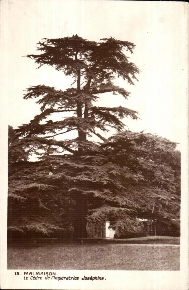 Malmaison — O Cedro da Imperatriz Joséphine — cartão postal n°13 - Frente