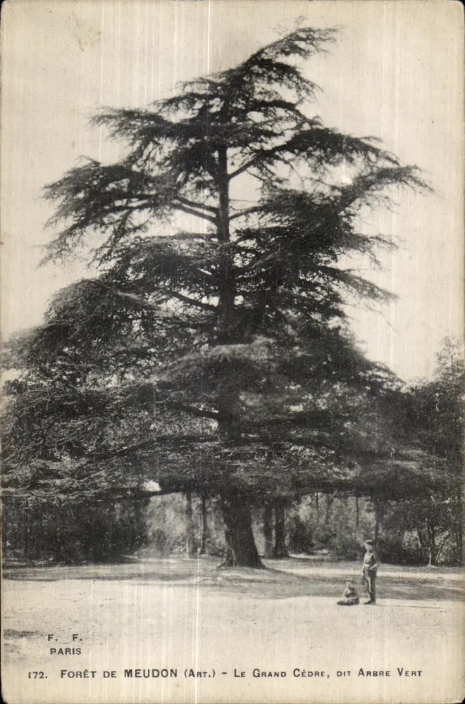 Floresta de Meudon (Art.) — O Grande Cedro, chamado Árvore Verde — F. F. Paris, n° 172 - Frente