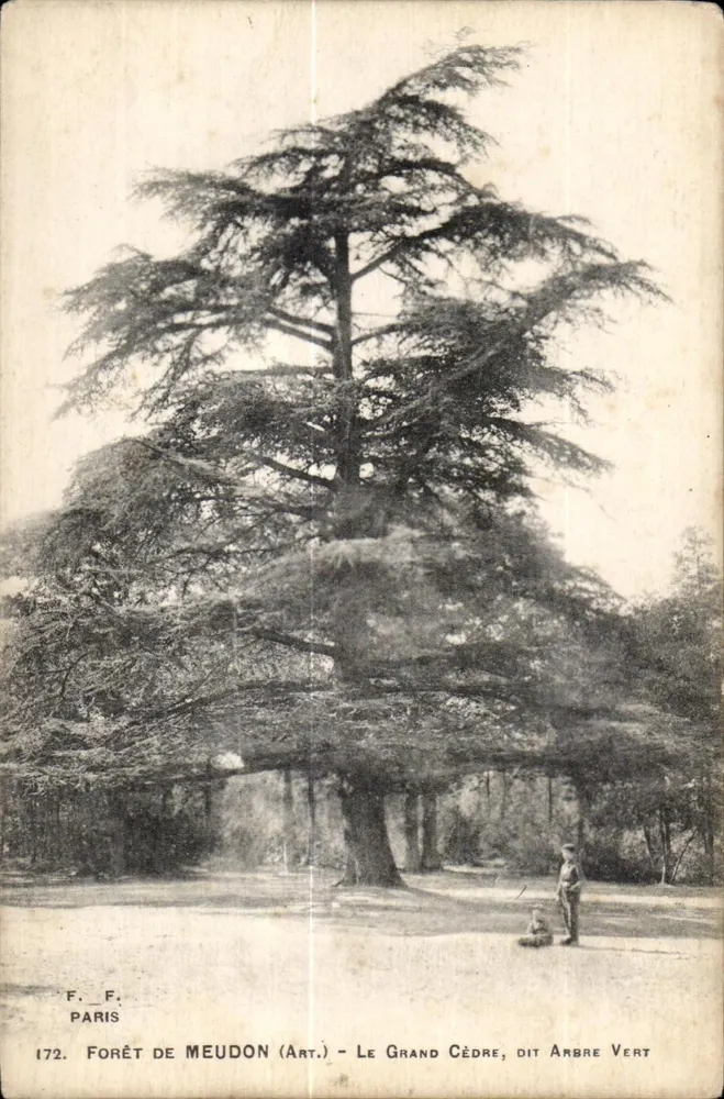 Floresta de Meudon (Arte) — O Grande Cedro, chamado Árvore Verde — F.F. Paris, n°172 - Frente