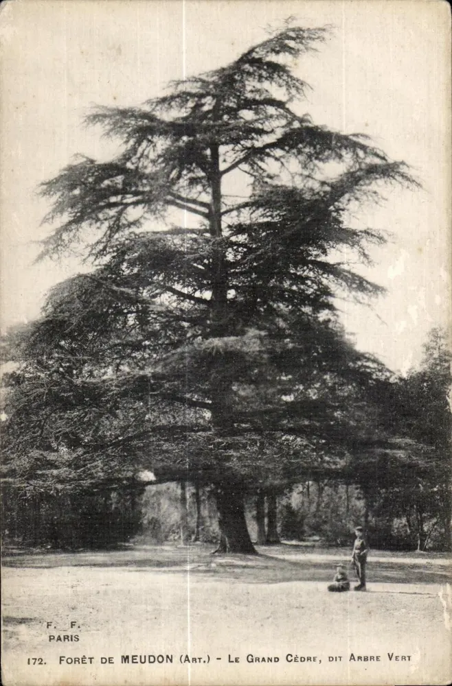Bosque de Meudon (Arte) — El gran cedro, llamado Árbol Verde — F. F. Paris, n.º 172 - Anverso