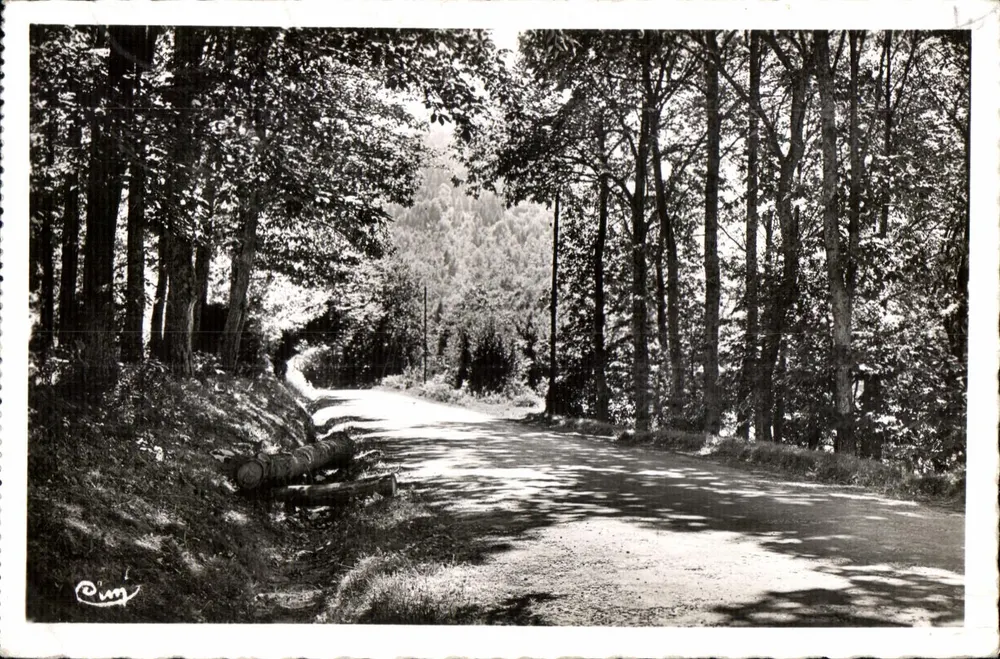 Monsols (Rhône) — Estrada de Saint-Igny - Os Castanheiros — Fotografia Verdadeira - Frente