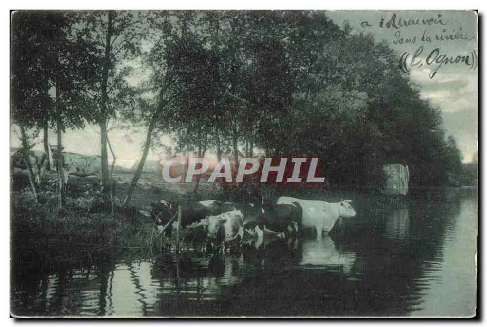 Kühe im Fluss — (L. Ognon) — Verleger Paris, Serie Landschaften - Vorderseite