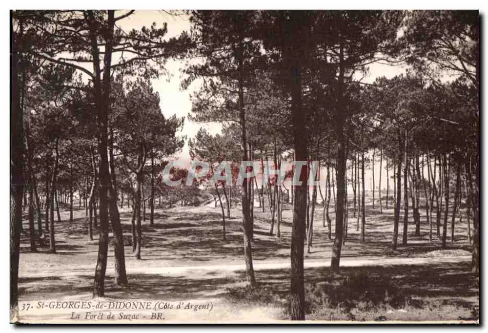 Die Kiefernwälder von Suxac — Si-Georges-de-Didon (Côte d'Argent) — BR - Vorderseite