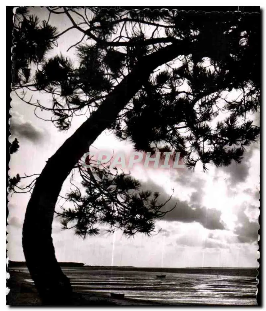Silhueta de um pinheiro — praia e mar - Frente