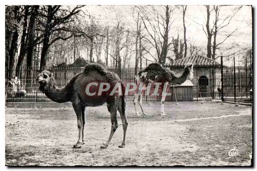 Kamel — Parc de la Tête-d'Or — Lyon — Verlag Réal-Photo - Vorderseite