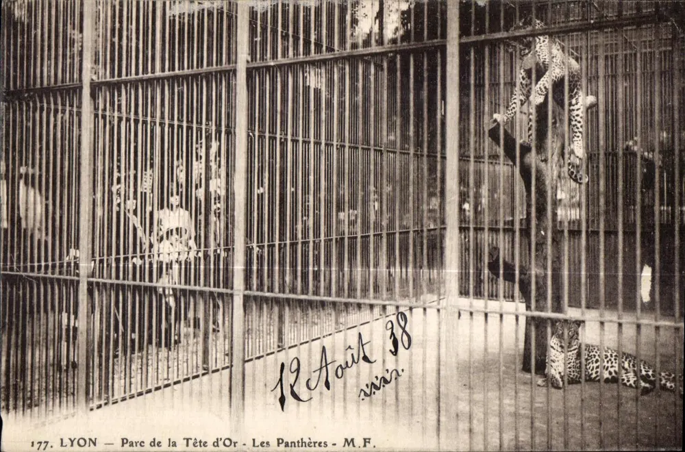 LYON — Parc de la Tête d'Or — Les Panthères — M.F. - Vorderseite