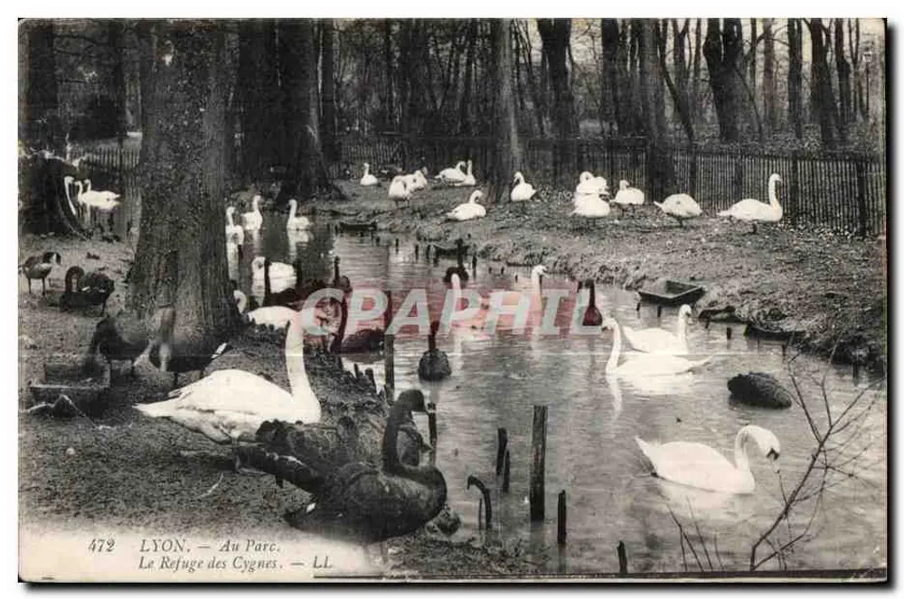 LYON. — Im Park. Das Schwanenrefugium. — LL. N° 472 - Vorderseite